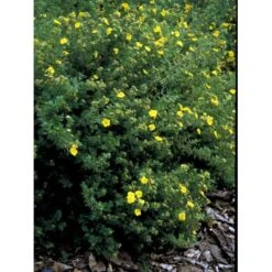 Gul Lav Buskpotentil 'Kobold' Potentilla Fruticosa 'Kobold' Plug + 2 år, 15-30 Cm. -Montoz Butik fi15822 potentilla fruticosa kobold 5b68