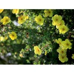 Gul Lav Buskpotentil 'Kobold' Potentilla Fruticosa 'Kobold' Plug + 2 år, 15-30 Cm. -Montoz Butik fi15822 potentilla fruticosa kobold 7dd1