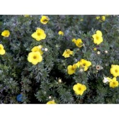 Gul Lav Buskpotentil 'Kobold' Potentilla Fruticosa 'Kobold' Plug + 2 år, 15-30 Cm. -Montoz Butik fi15822 potentilla fruticosa kobold 86d6