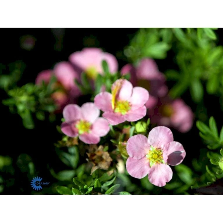 Pink Buskpotentil 'Lovely Pink' Potentilla Fruticosa 'Lovely Pink' Plug + 2 års, 20-40 Cm. 8 Pink Buskpotentil 'Lovely Pink' Potentilla Fruticosa 'Lovely Pink' Plug + 2 års, 20-40 Cm. - Billede 6