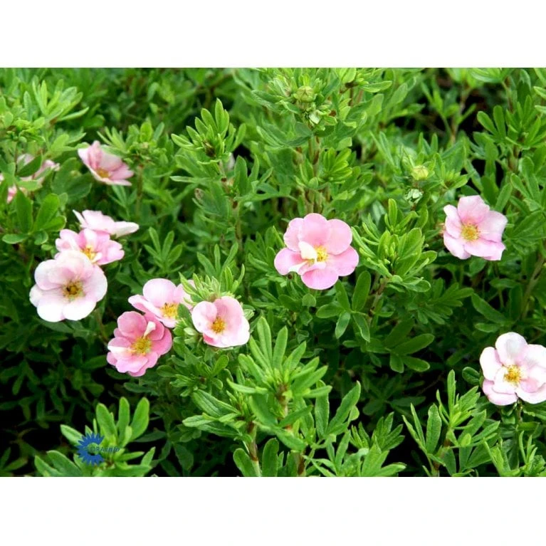 Pink Buskpotentil 'Lovely Pink' Potentilla Fruticosa 'Lovely Pink' Plug + 2 års, 20-40 Cm. 9 Pink Buskpotentil 'Lovely Pink' Potentilla Fruticosa 'Lovely Pink' Plug + 2 års, 20-40 Cm. - Billede 7