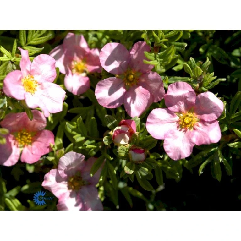 Pink Buskpotentil 'Lovely Pink' Potentilla Fruticosa 'Lovely Pink' Plug + 2 års, 20-40 Cm. 10 Pink Buskpotentil 'Lovely Pink' Potentilla Fruticosa 'Lovely Pink' Plug + 2 års, 20-40 Cm. - Billede 8
