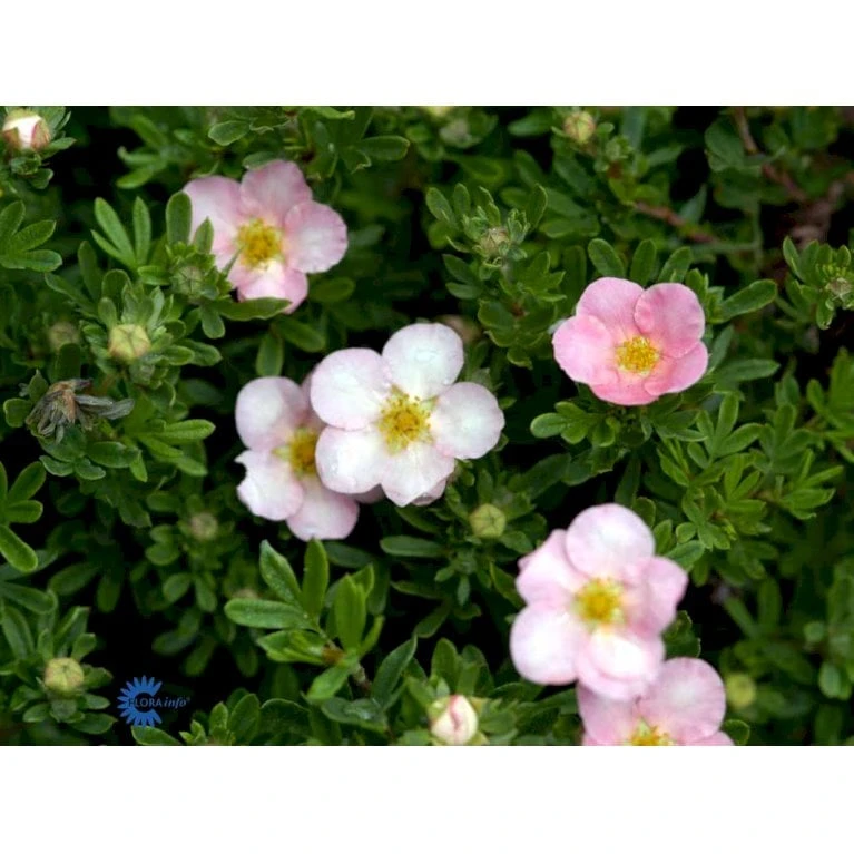 Pink Buskpotentil 'Lovely Pink' Potentilla Fruticosa 'Lovely Pink' Plug + 2 års, 20-40 Cm. 11 Pink Buskpotentil 'Lovely Pink' Potentilla Fruticosa 'Lovely Pink' Plug + 2 års, 20-40 Cm. - Billede 9