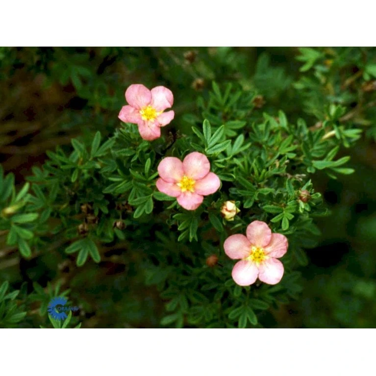 Pink Buskpotentil 'Lovely Pink' Potentilla Fruticosa 'Lovely Pink' Plug + 2 års, 20-40 Cm. 12 Pink Buskpotentil 'Lovely Pink' Potentilla Fruticosa 'Lovely Pink' Plug + 2 års, 20-40 Cm. - Billede 10
