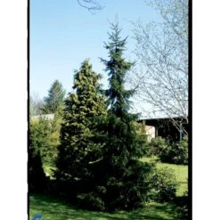 Serbisk Søjlegran Picea Omorika Potte 5,0 Liter,- 50-60 Cm. 18 Serbisk Søjlegran Picea Omorika Potte 5,0 Liter,- 50-60 Cm. -Montoz Butik fi1584 picea omorika 5ed5
