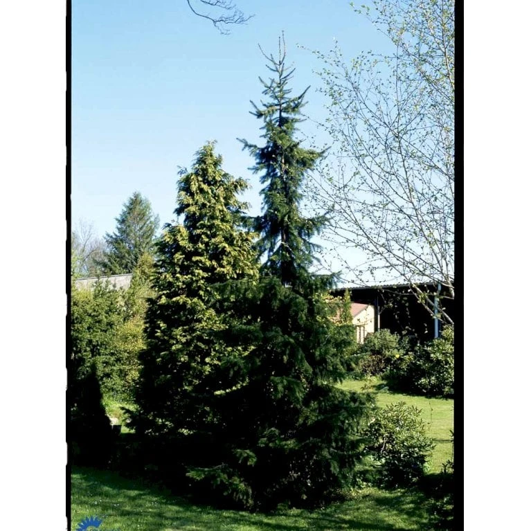 Serbisk Søjlegran Picea Omorika Potte 5,0 Liter,- 50-60 Cm. 10 Serbisk Søjlegran Picea Omorika Potte 5,0 Liter,- 50-60 Cm. - Billede 8