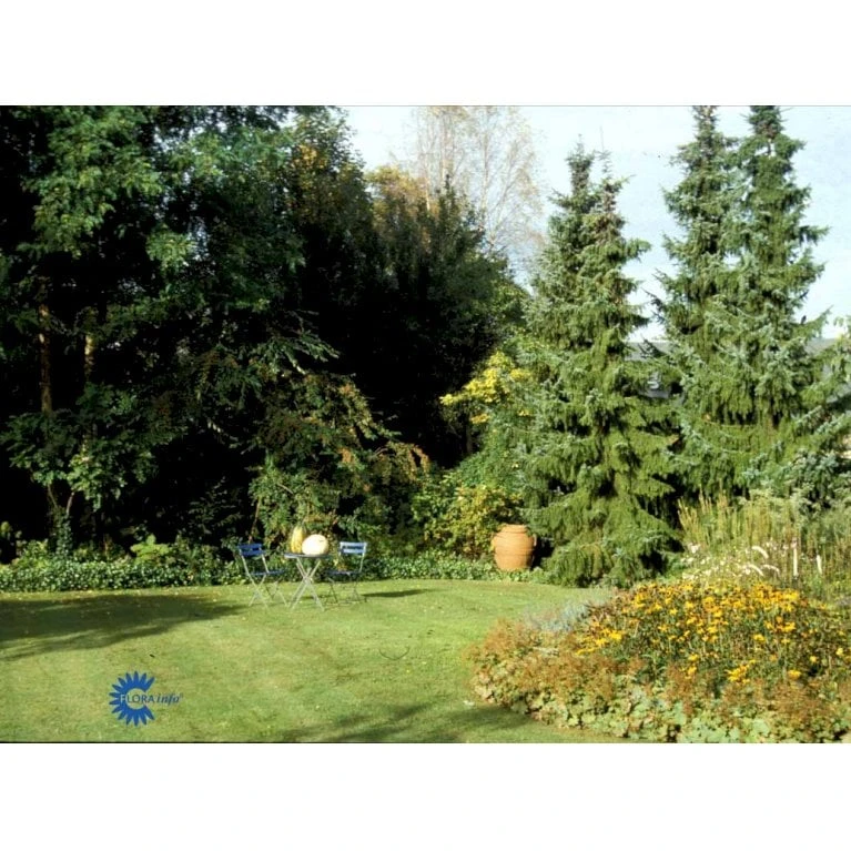 Serbisk Søjlegran Picea Omorika Potte 5,0 Liter,- 50-60 Cm. 9 Serbisk Søjlegran Picea Omorika Potte 5,0 Liter,- 50-60 Cm. - Billede 7