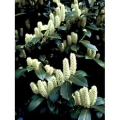 Kirsebærlaurbær 'Caucasica' Prunus Laurocerasus 'Caucasica' Med Klump,- 125-150 Cm. 7 Kirsebærlaurbær 'Caucasica' Prunus Laurocerasus 'Caucasica' Med Klump,- 125-150 Cm. -Montoz Butik fi15868 prunus laurocerasus caucasica 0755