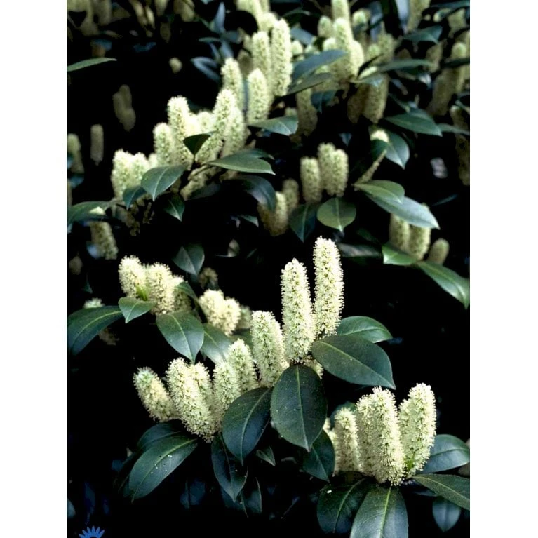 Kirsebærlaurbær 'Caucasica' Prunus Laurocerasus 'Caucasica' Med Klump,- 125-150 Cm. 5 Kirsebærlaurbær 'Caucasica' Prunus Laurocerasus 'Caucasica' Med Klump,- 125-150 Cm. - Billede 3