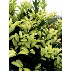 Hæk-Kirsebærlaurbær 'Rotundifolia' Prunus Laurocerasus 'Rotundifolia' Potte 10 Liter,- 100-125 Cm. -Montoz Butik fi15894 prunus laurocerasus rotundifolia 2699