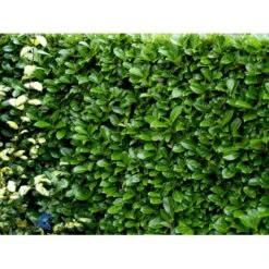 Hæk-Kirsebærlaurbær 'Rotundifolia' Prunus Laurocerasus 'Rotundifolia' Potte 10 Liter,- 100-125 Cm. -Montoz Butik fi15894 prunus laurocerasus rotundifolia de35