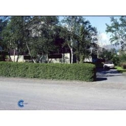 Fjeldribs Ribes Alpinum Barrods,- 4 års (2/2) 30-60 Cm. 9 Fjeldribs Ribes Alpinum Barrods,- 4 års (2/2) 30-60 Cm. -Montoz Butik fi16024 ribes alpinum 423e