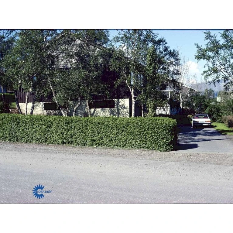 Fjeldribs Ribes Alpinum Barrods,- 4 års (2/2) 30-60 Cm. 6 Fjeldribs Ribes Alpinum Barrods,- 4 års (2/2) 30-60 Cm. - Billede 4