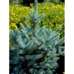 Blågran 'Glauca' Picea Pungens 'Glauca' Potte 3,0 Liter,- 30-40 Cm. -Montoz Butik fi1607 picea pungens edith 5224
