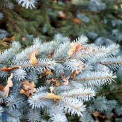 Blågran 'Glauca' Picea Pungens 'Glauca' Potte 3,0 Liter,- 30-40 Cm. -Montoz Butik fi1607 picea pungens edith 7aa8