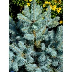 Blågran 'Glauca' Picea Pungens 'Glauca' Potte 3,0 Liter,- 30-40 Cm. -Montoz Butik fi1607 picea pungens edith d414