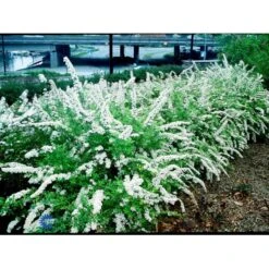 Snedrivebusk 'Grefsheim' Spiraea Cinerea 'Grefsheim' Med Klump,- 125-150 Cm. 10 Snedrivebusk 'Grefsheim' Spiraea Cinerea 'Grefsheim' Med Klump,- 125-150 Cm. -Montoz Butik fi16259 spiraea cinerea grefsheim 79fd
