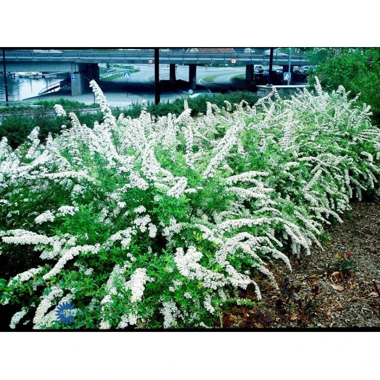 Snedrivebusk 'Grefsheim' Spiraea Cinerea 'Grefsheim' Med Klump,- 125-150 Cm. 6 Snedrivebusk 'Grefsheim' Spiraea Cinerea 'Grefsheim' Med Klump,- 125-150 Cm. - Billede 4