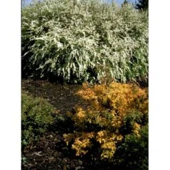 Snedrivebusk 'Grefsheim' Spiraea Cinerea 'Grefsheim' Med Klump,- 125-150 Cm. 11 Snedrivebusk 'Grefsheim' Spiraea Cinerea 'Grefsheim' Med Klump,- 125-150 Cm. -Montoz Butik fi16259 spiraea cinerea grefsheim a930