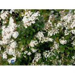 Buketspiræa Spiraea X Vanhouttei Plug + 2 års, 50-80 Cm. -Montoz Butik fi16300 spiraea vanhouttei 2a40