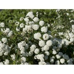 Buketspiræa Spiraea X Vanhouttei Plug + 2 års, 50-80 Cm. -Montoz Butik fi16300 spiraea vanhouttei c37c