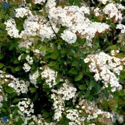 Buketspiræa Spiraea X Vanhouttei Plug + 2 års, 50-80 Cm. -Montoz Butik fi16300 spiraea vanhouttei c4a8