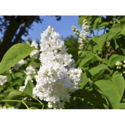 Almindelig Syren Hvid Syringa Vulgaris Alba 5 Liter Potte -Montoz Butik fi16414 syringa vulgaris alba d37b
