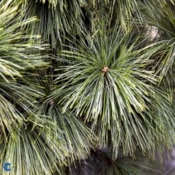 Schwerin's Fyr 'Wiethorst' Pinus X Schwerinii 'Wiethorst'(dværgform) Potte 2,5 Liter, - 30-40 Cm. 8 Schwerin's Fyr 'Wiethorst' Pinus X Schwerinii 'Wiethorst'(dværgform) Potte 2,5 Liter, - 30-40 Cm. -Montoz Butik fi1784 pinus x schwerinii wiethorst e6dc