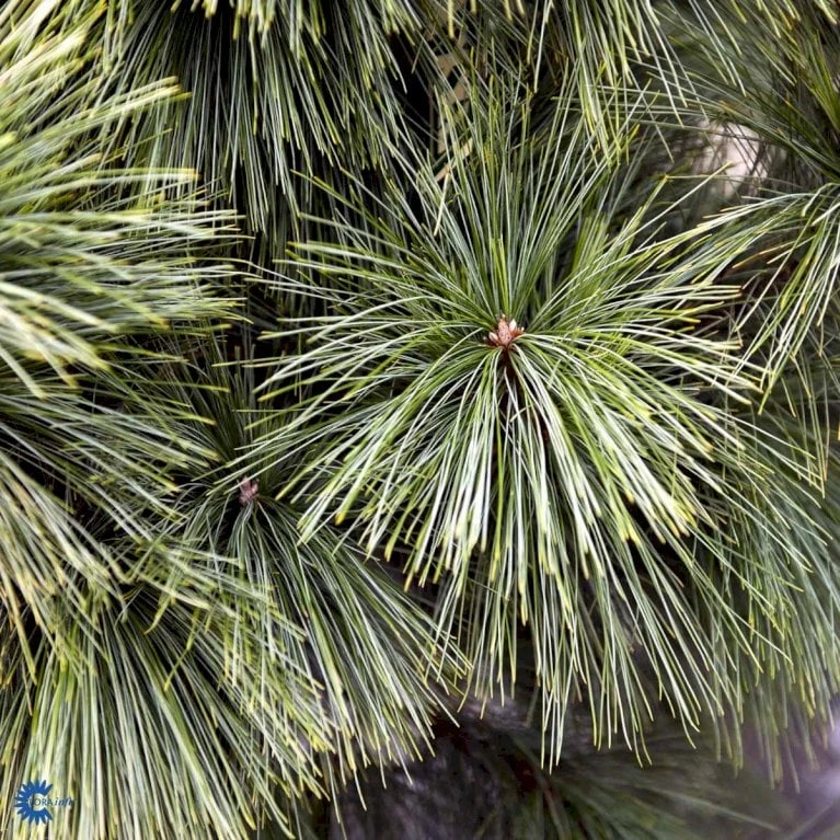 Schwerin's Fyr 'Wiethorst' Pinus X Schwerinii 'Wiethorst'(dværgform) Potte 2,5 Liter, - 30-40 Cm. 5 Schwerin's Fyr 'Wiethorst' Pinus X Schwerinii 'Wiethorst'(dværgform) Potte 2,5 Liter, - 30-40 Cm. - Billede 3