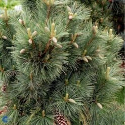 Schwerin's Fyr 'Wiethorst' Pinus X Schwerinii 'Wiethorst'(dværgform) Potte 2,5 Liter, - 30-40 Cm. 9 Schwerin's Fyr 'Wiethorst' Pinus X Schwerinii 'Wiethorst'(dværgform) Potte 2,5 Liter, - 30-40 Cm. -Montoz Butik fi1784 pinus x schwerinii wiethorst fe7f
