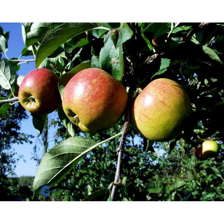 Æble 'Elstar/Elshof' Malus X 'Elstar/elshof' Træ Med Sidegrene,- Stammeomkreds 8-10 Cm. Med Klump 6 Æble 'Elstar/Elshof' Malus X 'Elstar/elshof' Træ Med Sidegrene,- Stammeomkreds 8-10 Cm. Med Klump - Billede 4
