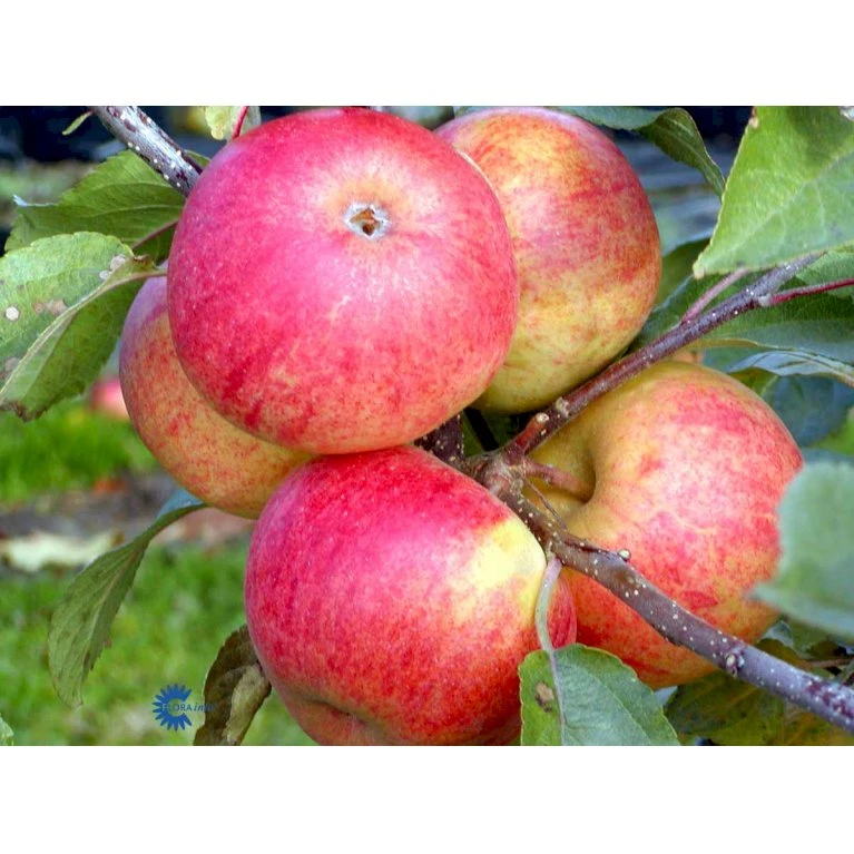 Æble 'Elstar/Elshof' Malus X 'Elstar/elshof' Træ Med Sidegrene,- Stammeomkreds 8-10 Cm. Med Klump 5 Æble 'Elstar/Elshof' Malus X 'Elstar/elshof' Træ Med Sidegrene,- Stammeomkreds 8-10 Cm. Med Klump - Billede 3