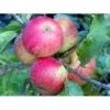 Æble 'Elstar/Elshof' Malus X 'Elstar/elshof' Træ Med Sidegrene,- Stammeomkreds 8-10 Cm. Med Klump 1 Æble 'Elstar/Elshof' Malus X 'Elstar/elshof' Træ Med Sidegrene,- Stammeomkreds 8-10 Cm. Med Klump -Montoz Butik fi179 malus domestica elstar 9e87