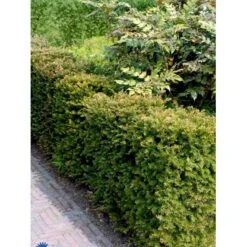 Almindelig Taks Taxus Baccata Med Klump,- 40-50 Cm. -Montoz Butik fi1817 taxus baccata 11ed