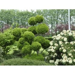 Almindelig Taks Taxus Baccata Med Klump,- 40-50 Cm. -Montoz Butik fi1817 taxus baccata 1b82