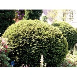 Almindelig Taks Taxus Baccata Med Klump,- 40-50 Cm. -Montoz Butik fi1817 taxus baccata 70a0