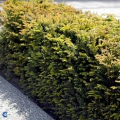 Almindelig Taks Taxus Baccata Med Klump,- 40-50 Cm. -Montoz Butik fi1817 taxus baccata a220