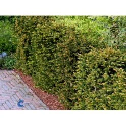 Almindelig Taks Taxus Baccata Med Klump,- 40-50 Cm. -Montoz Butik fi1817 taxus baccata bfe9