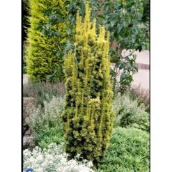 Almindelig Gul Søjletaks 'Fastigiata Aurea'' Taxus Baccata 'Fastigiata Aurea' Med Klump,- 100-120 Cm. -Montoz Butik fi1831 taxus baccata fastigiata aurea 56e0