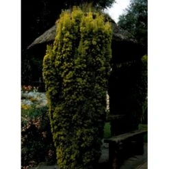 Almindelig Gul Søjletaks 'Fastigiata Aurea'' Taxus Baccata 'Fastigiata Aurea' Med Klump,- 100-120 Cm. -Montoz Butik fi1831 taxus baccata fastigiata aurea 738b