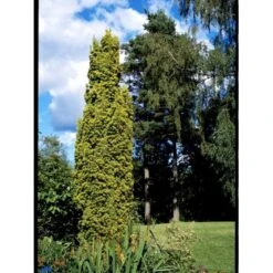 Almindelig Gul Søjletaks 'Fastigiata Aurea'' Taxus Baccata 'Fastigiata Aurea' Med Klump,- 100-120 Cm. -Montoz Butik fi1831 taxus baccata fastigiata aurea 9a70