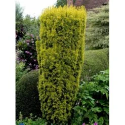 Almindelig Gul Søjletaks 'Fastigiata Aurea'' Taxus Baccata 'Fastigiata Aurea' Med Klump,- 100-120 Cm. -Montoz Butik fi1831 taxus baccata fastigiata aurea ddd0