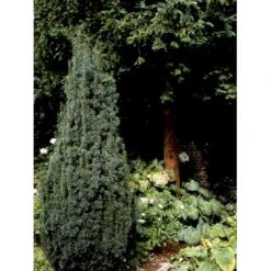 Taks 'Hicksii' Taxus Media 'Hicksii' Med Klump,- 80-100 Cm. -Montoz Butik fi1883 taxus media hicksii feae