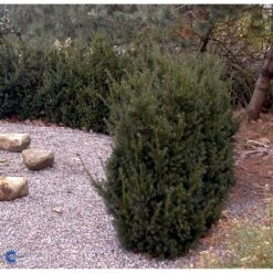 Taks 'Hillii' Taxus Media 'Hillii' Med Klump,- 100-120 Cm. -Montoz Butik fi1884 taxus media hillii 9eec