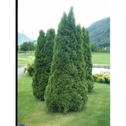 Hækthuja 'Holmstrup' Thuja Occidentalis 'Holmstrup' Med Klump,- 60-80 Cm. -Montoz Butik fi1916 thuja occidentalis holmstrup 28bc