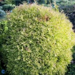 Thuja 'Rheingold' Thuja Occidentalis 'Rheingold' Potte 3,0 Liter,- 25-30 Cm. -Montoz Butik fi1926 thuja occidentalis rheingold e9f0