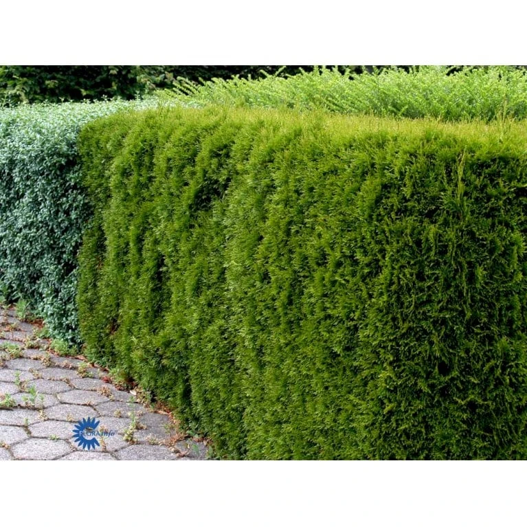 Hækthuja 'Smaragd' Thuja Occidentalis 'Smaragd' Med Klump, - 80-100 Cm 8 Hækthuja 'Smaragd' Thuja Occidentalis 'Smaragd' Med Klump, - 80-100 Cm - Billede 6