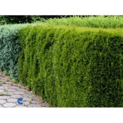 Hækthuja 'Smaragd' Thuja Occidentalis 'Smaragd' Med Klump,- 150-175 Cm. -Montoz Butik fi1932 thuja occidentalis smaragd 2540
