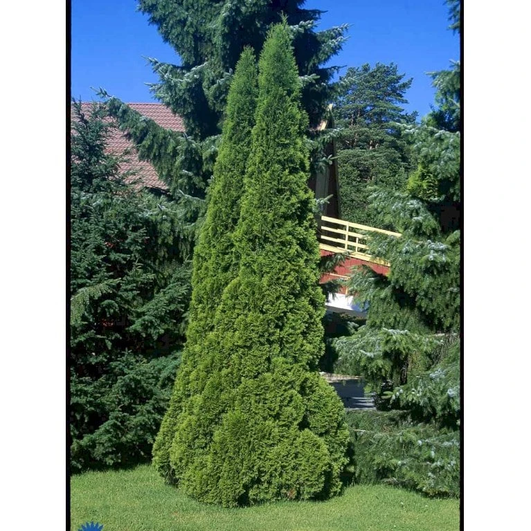 Hækthuja 'Smaragd' Thuja Occidentalis 'Smaragd' Med Klump, - 80-100 Cm 7 Hækthuja 'Smaragd' Thuja Occidentalis 'Smaragd' Med Klump, - 80-100 Cm - Billede 5