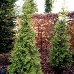 Almindelig Thuja 'Yellow Ribbon' Thuja Occidentalis 'Yellow Ribbon' Potte 3,0 Liter,- 40-60 Cm. -Montoz Butik fi1944 thuja occidentalis yellow ribbon 17b3